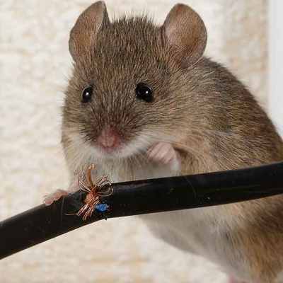 Rodent & wildlife exclusion